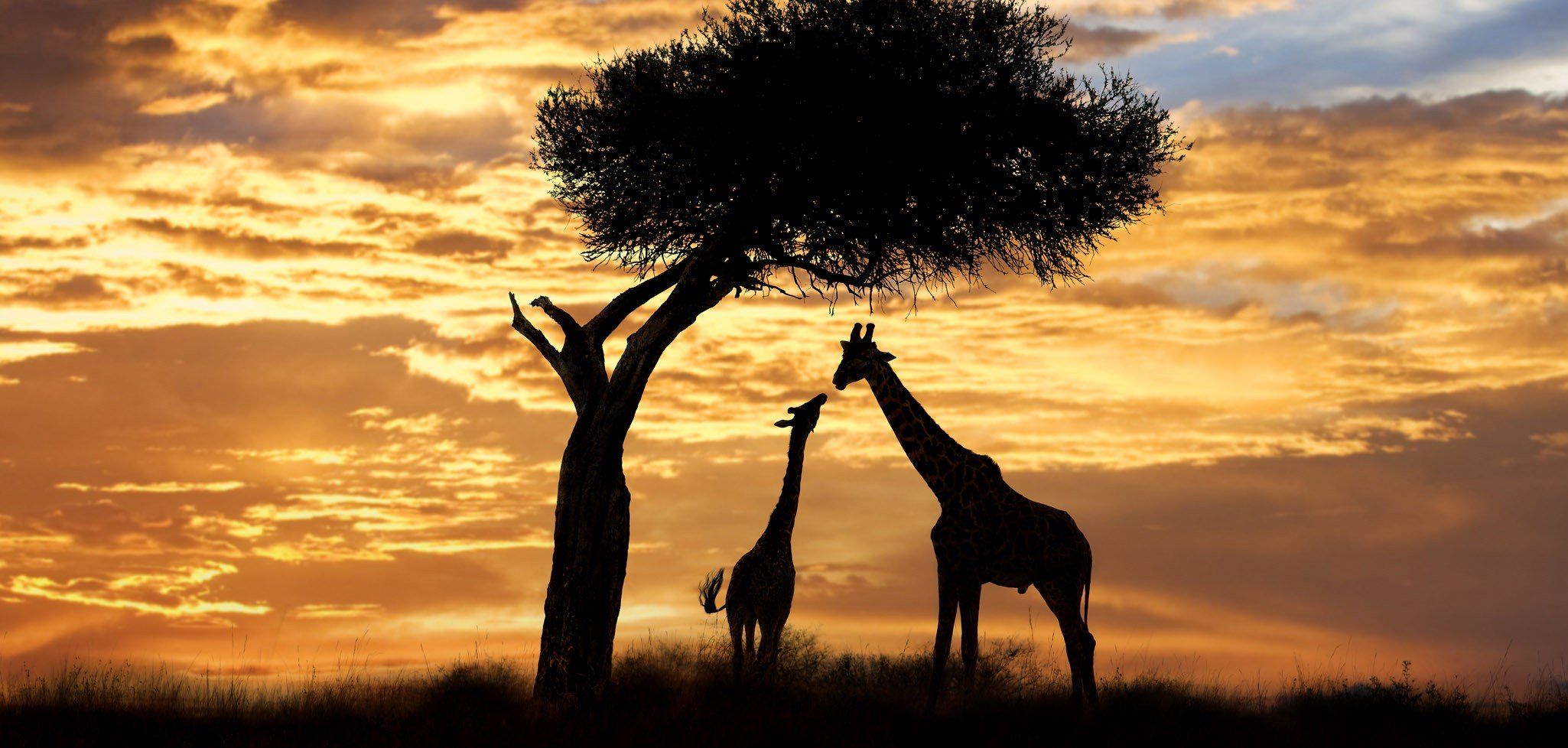 Africa Travel Guide Places to Visit in Africa Rough Guides