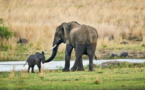 South-Africa, near Rustenburg, Pilanesberg National Park. African Elephant. (Loxodonta africana).