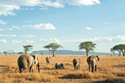 Elephants in Tarangire