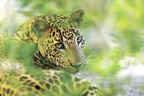 Sri Lankan leopard