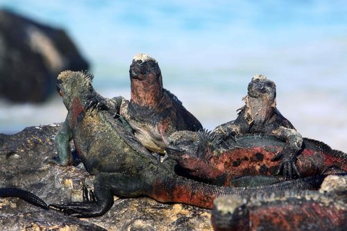 Marine Iguanas 