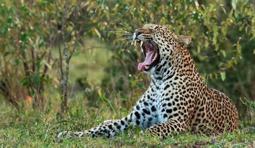 cheetah