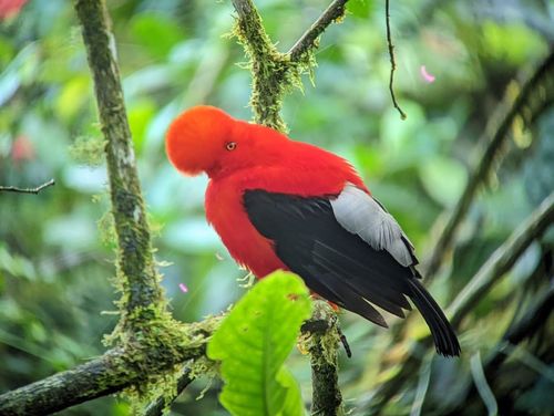 Mindo Cock of the Rock