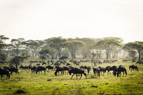 Gnu