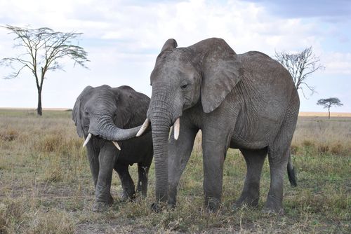 Elephants in Tanzania