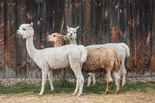 Alpacas in Peru