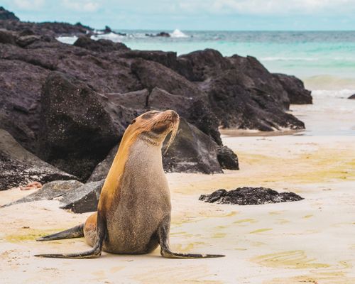 Sealion Galapagos