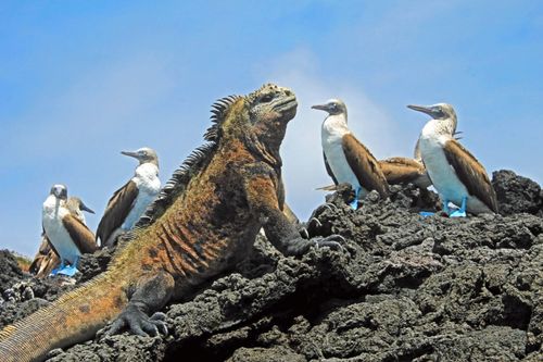 Blue footed boobies with iguana, Galapagos ©  reisegraf.ch/Shutterstock