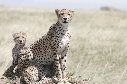 Cheetah