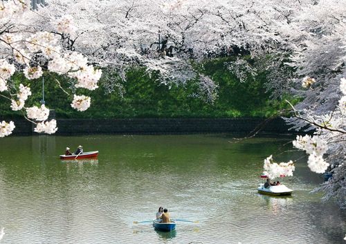 Cherry blossoms in Japan