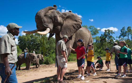 Children on school outing at Elephant Whispers touching an elephant bull - habituated elephants