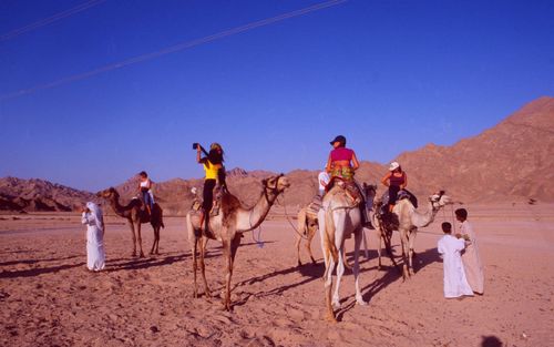 desert-camel-ride-nabq-nature-reserve-sinai-egypt-shutterstock_1246633138