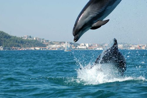 Things not to miss in Portugal: Dolphins of the estuary of the river Sado, Setubal, Portugal.