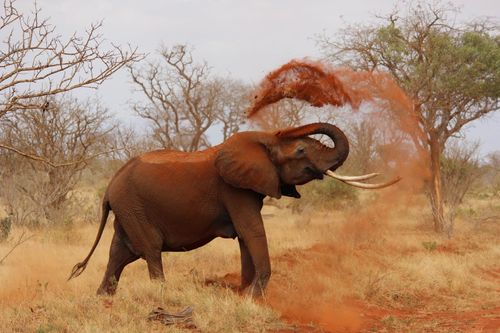 Elephant in Tsavo