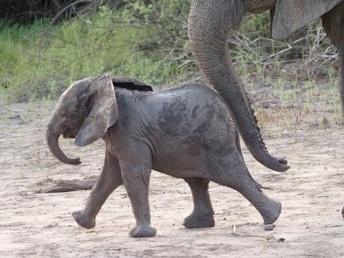 Tarangire Elephants