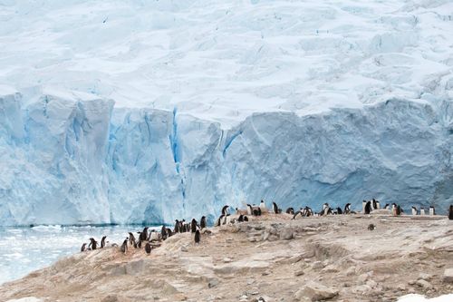 Penguin Colony Antarctica