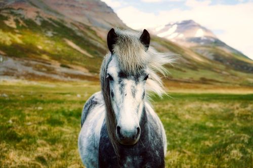 Horse in Iceland