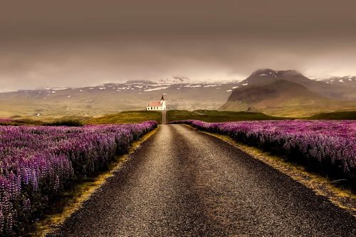 Flowers in Iceland