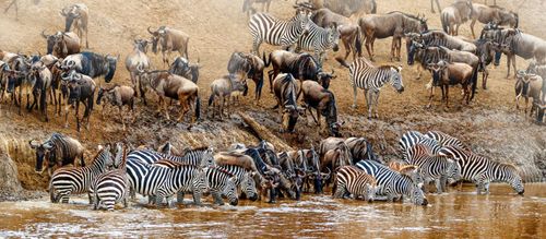 Wildebeests and Zebras drinking water