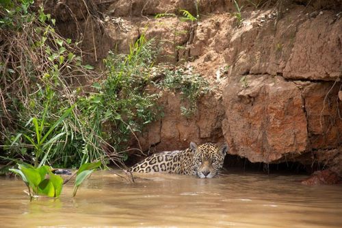 Jaguar North Pantanal