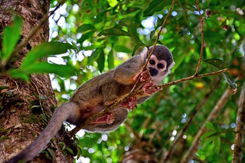 Monkey Ecuador