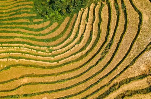 Sapa rice fields, Vietnam
