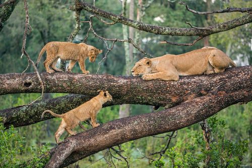 lions