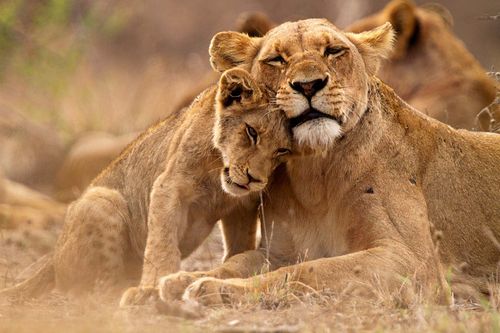 Lions Kruger National Park