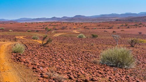 Palmwag Concession Area with milkbushes in Namibia in Africa © Shutterstock