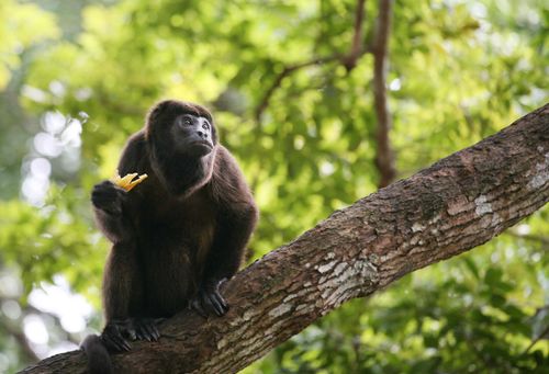 panama-rainforest-spider-monkey-shutterstock_155868929