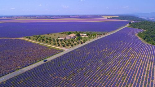 Provence Lavender fields