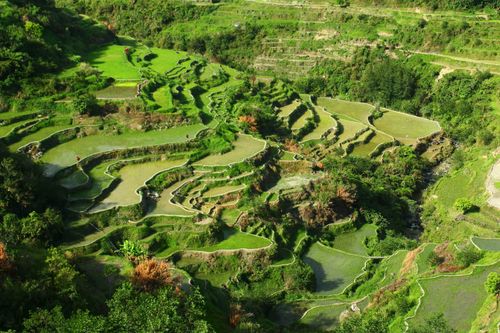 terraced rice fields