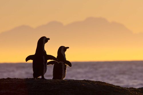 African penguin pair at sunset near Cape Town, South Africa