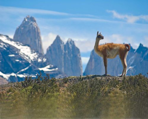 Guanaco (Lama Guanicoe) admiring the Andes. Torres del Paine National Park, Patagonia, Chile.