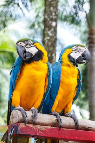 Macaw parrot majestic, Nong Nooch Tropical Garden, Pattaya, Thailand.