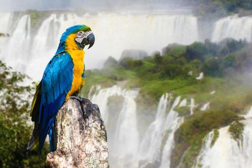 Blue and Yellow Macaw in Iguazu Falls, Brazil