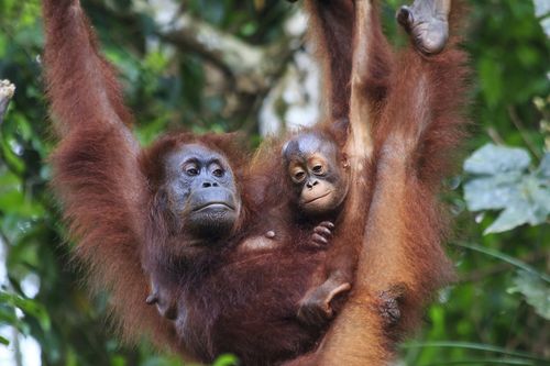 Mother and baby Orangutans