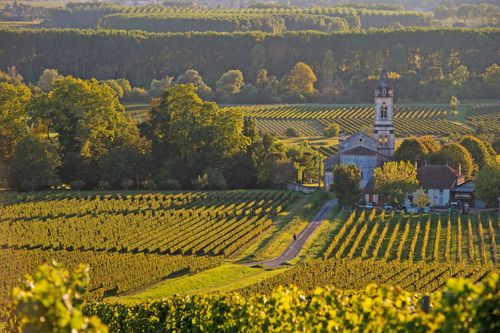 Vineyard landscape-Vineyard south west of France-Sauternes-Loupiac, Bordeaux region.