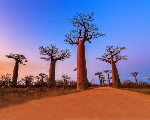 Beautiful Baobab trees after sunset at the avenue of the baobabs in Madagascar