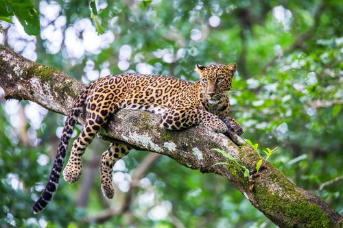 Leopard relaxing on a tree