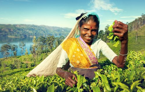 Sri Lankan Tea Picker
