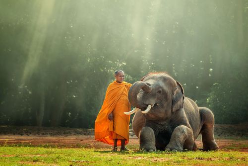 Monk and Baby Elephant
