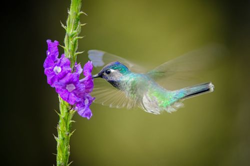 Hummingbird in Costa Rica