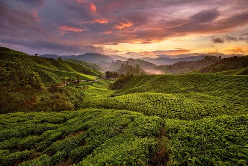 Cameron Highlands plantation