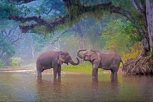 Asian Elephant in a natural river at deep forest, Thailand