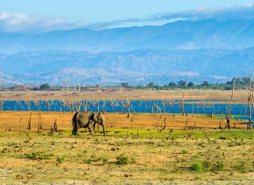 Lone elephant in Udawalawe national park.