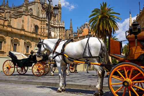 Seville horse carriages in Cathedral of Sevilla Andalusia Spain exterior image shot from public floor ancientandaluciaandalusiaanimalarchesarchitectureattractionbelfrybuildingcarriagecartcathedralcatholicchurchcitydeeuropeexteriorfacadefamoushistorichorsesjameslalandmarkmonumentoldoutdoorpalacepilgrimpilgrimajeplatasaintsantsevillasevillespainsquarestylestourismtouristictowntravelvacationviawayShow more