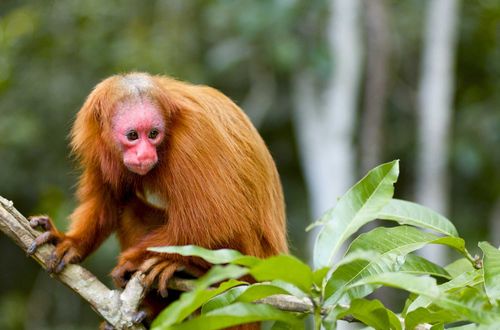 Bald uakari Iquitos