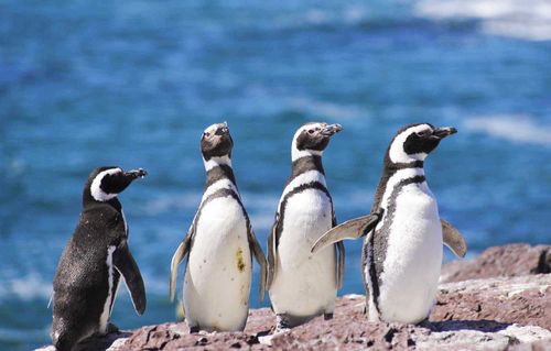 Magellan Penguin, Patagonia, South America.