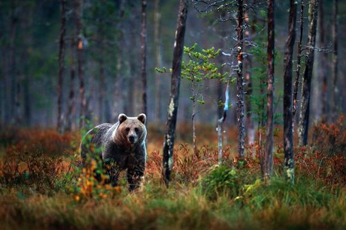 Wildlife habitat from Finland